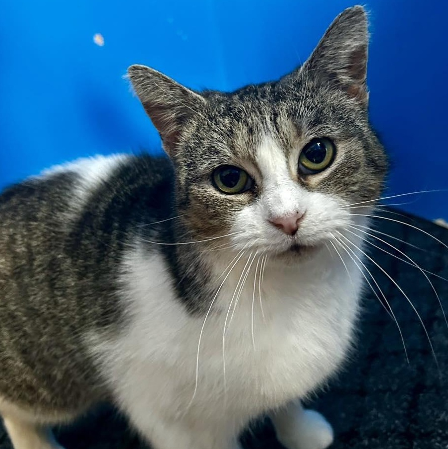 Ellie, a ADOPTABLE Domestic Short Hair in LEETONIA, OH image 1/3