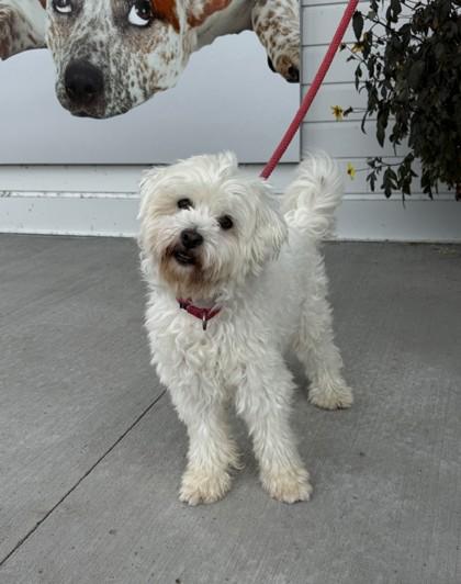 Jaxx, Adoptable, Adult Male Poodle & Maltese.