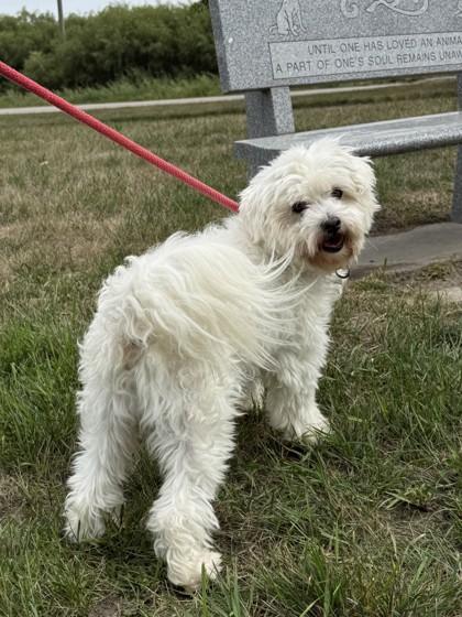 Enlarge Jaxx, a Adoptable mixed breed in Fergus Falls, MN image 2/3