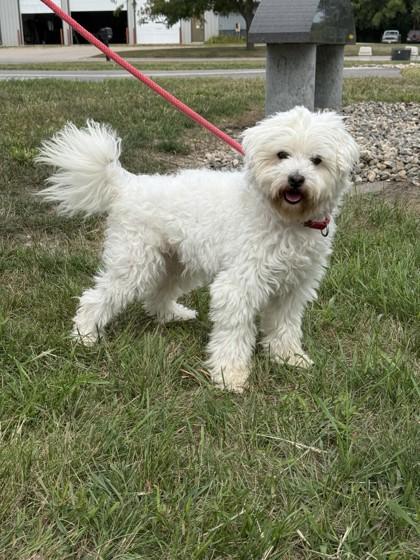 Enlarge Jaxx, a Adoptable mixed breed in Fergus Falls, MN image 3/3