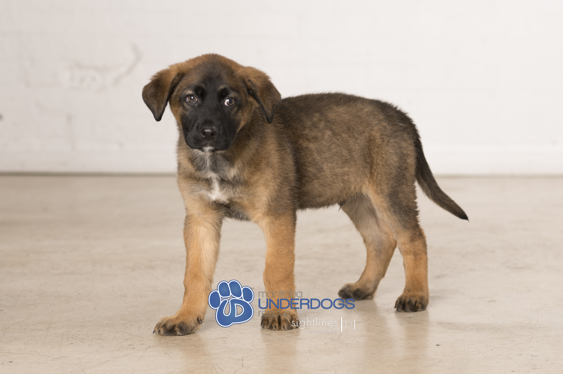 Enlarge Quigley, a Adopted mixed breed in Winnipeg, MB image 2/4
