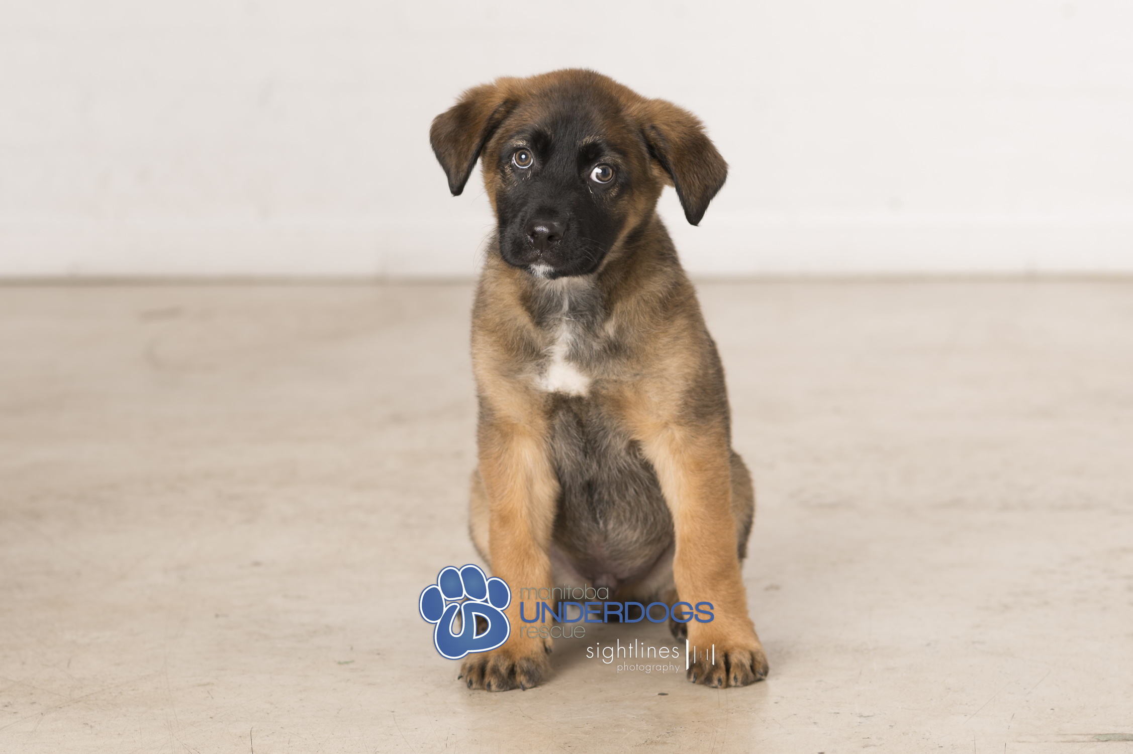 Enlarge Quigley, a Adopted mixed breed in Winnipeg, MB image 1/4
