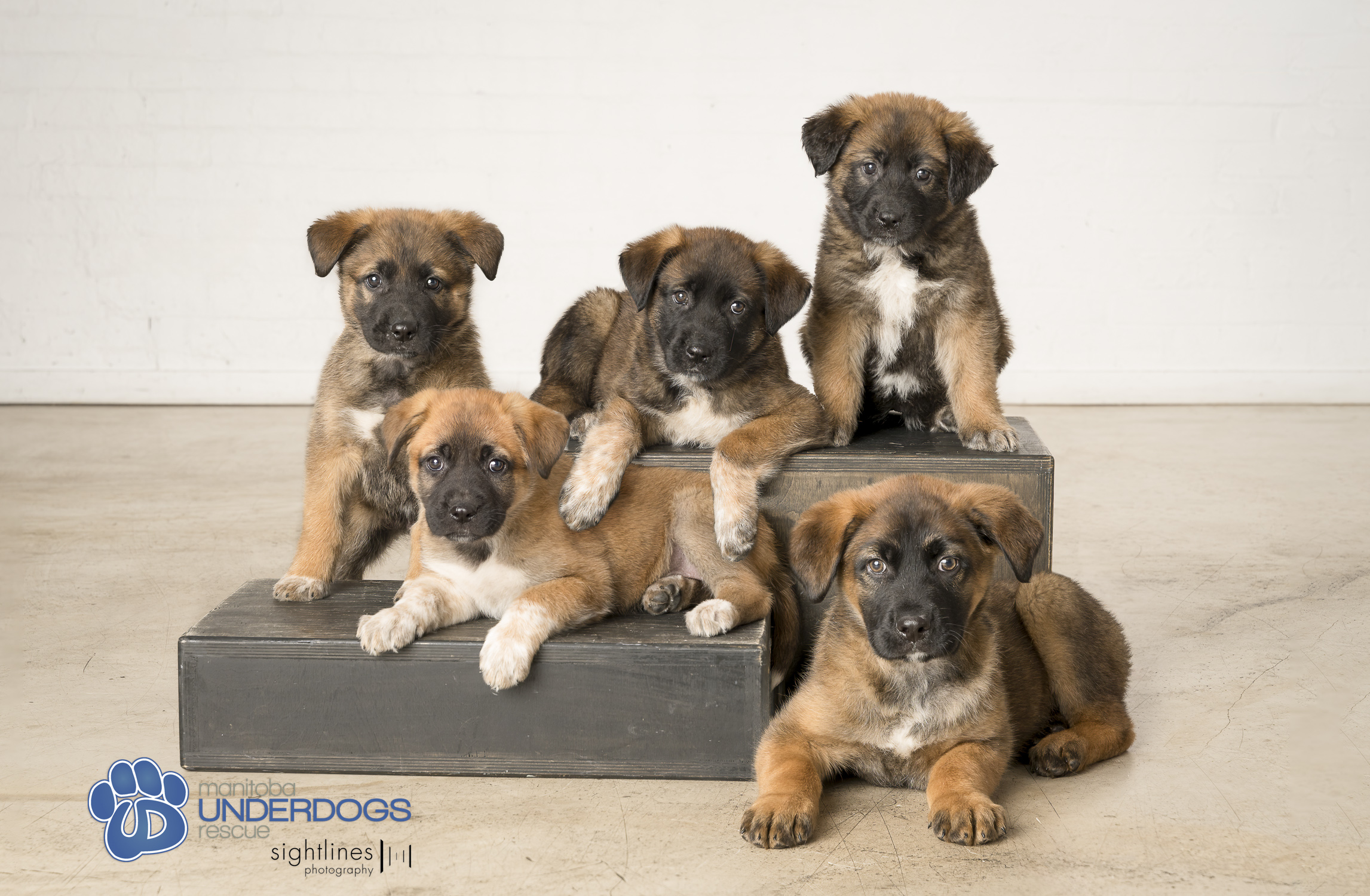 Enlarge Quigley, a Adopted mixed breed in Winnipeg, MB image 4/4