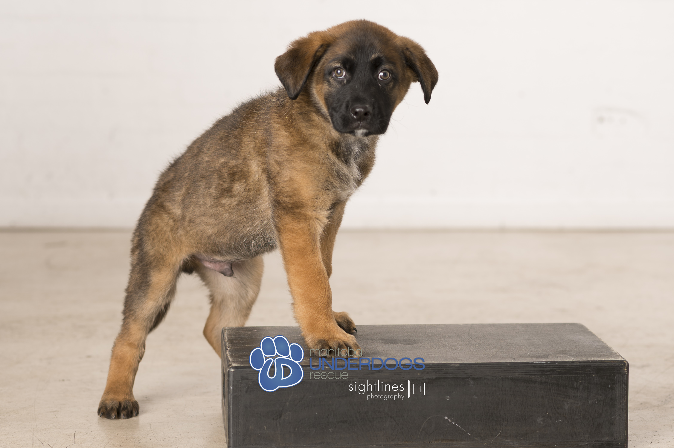 Enlarge Quigley, a Adopted mixed breed in Winnipeg, MB image 3/4