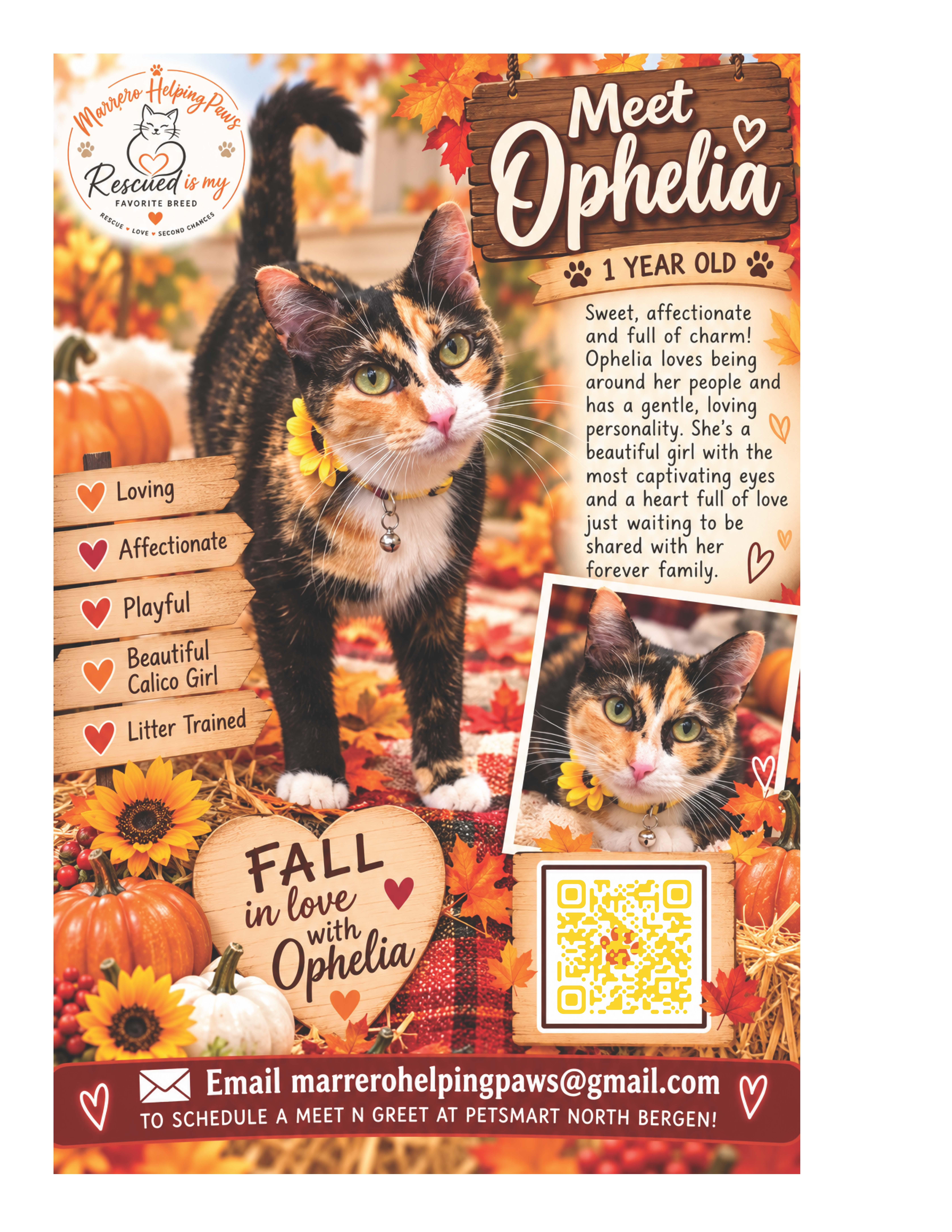 Ophelia, Adoptable, Young Female Calico.