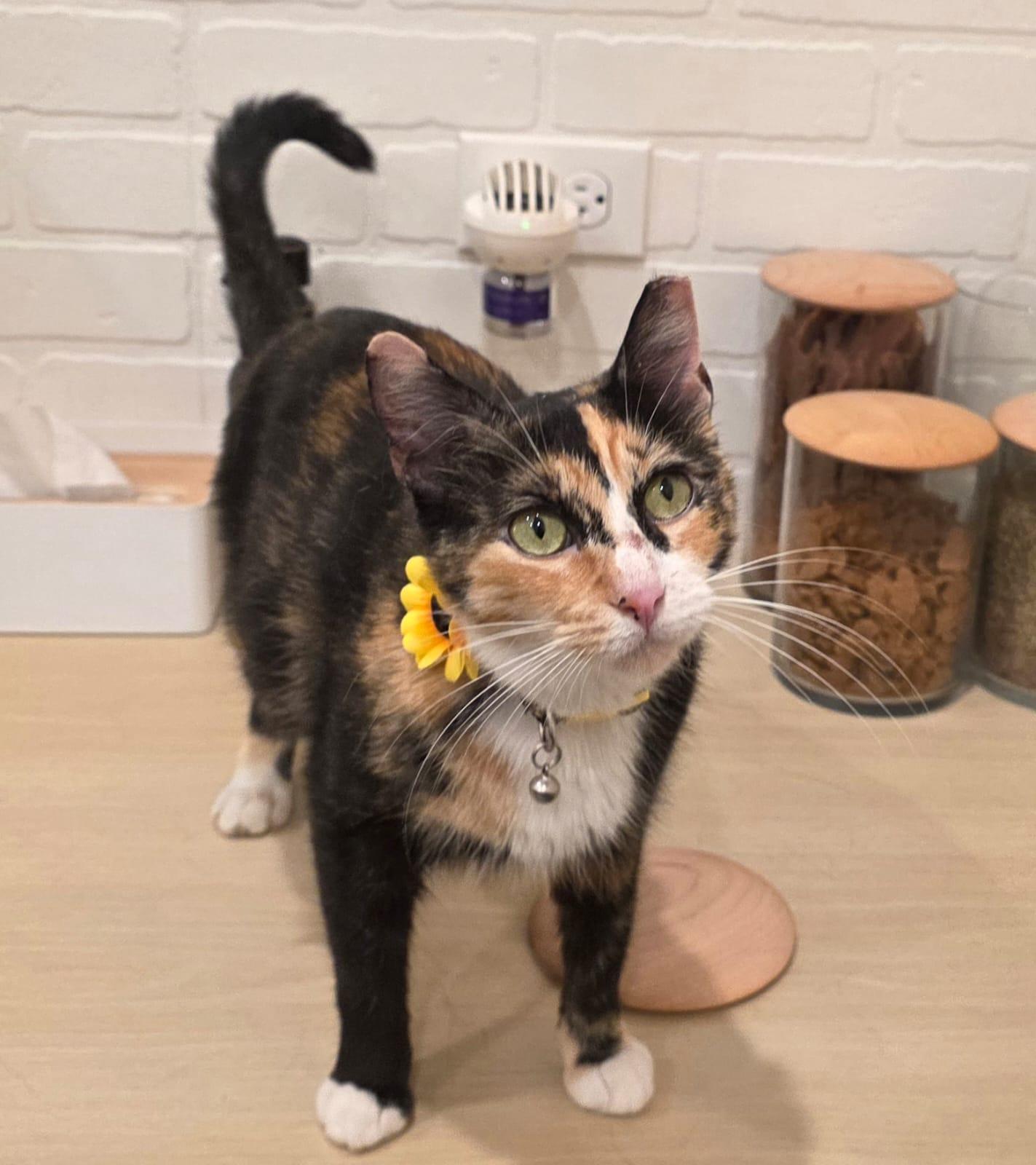 Enlarge Ophelia, a Adoptable Calico in North Bergen, NJ image 2/5
