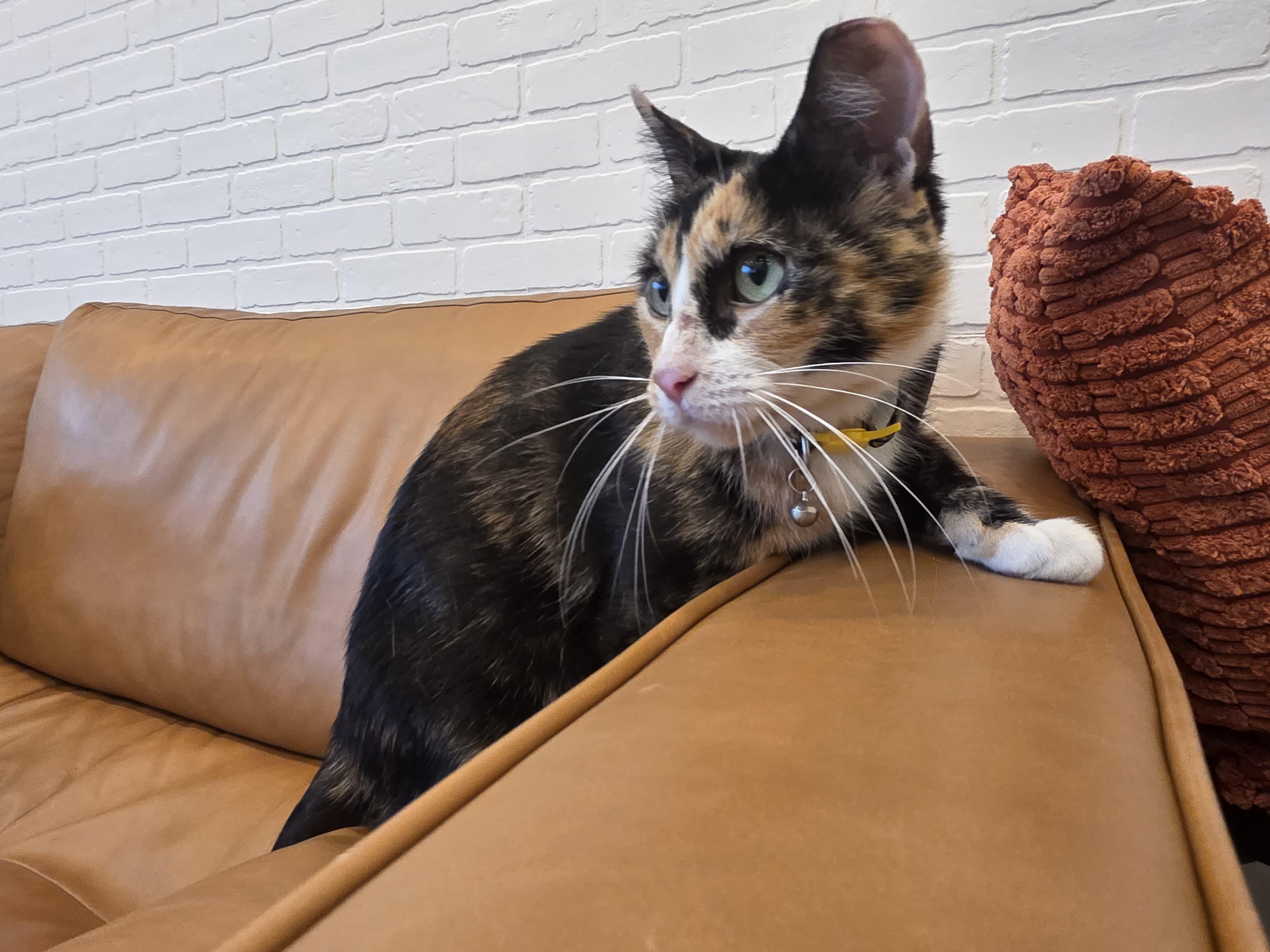 Enlarge Ophelia, a Adoptable Calico in North Bergen, NJ image 4/5