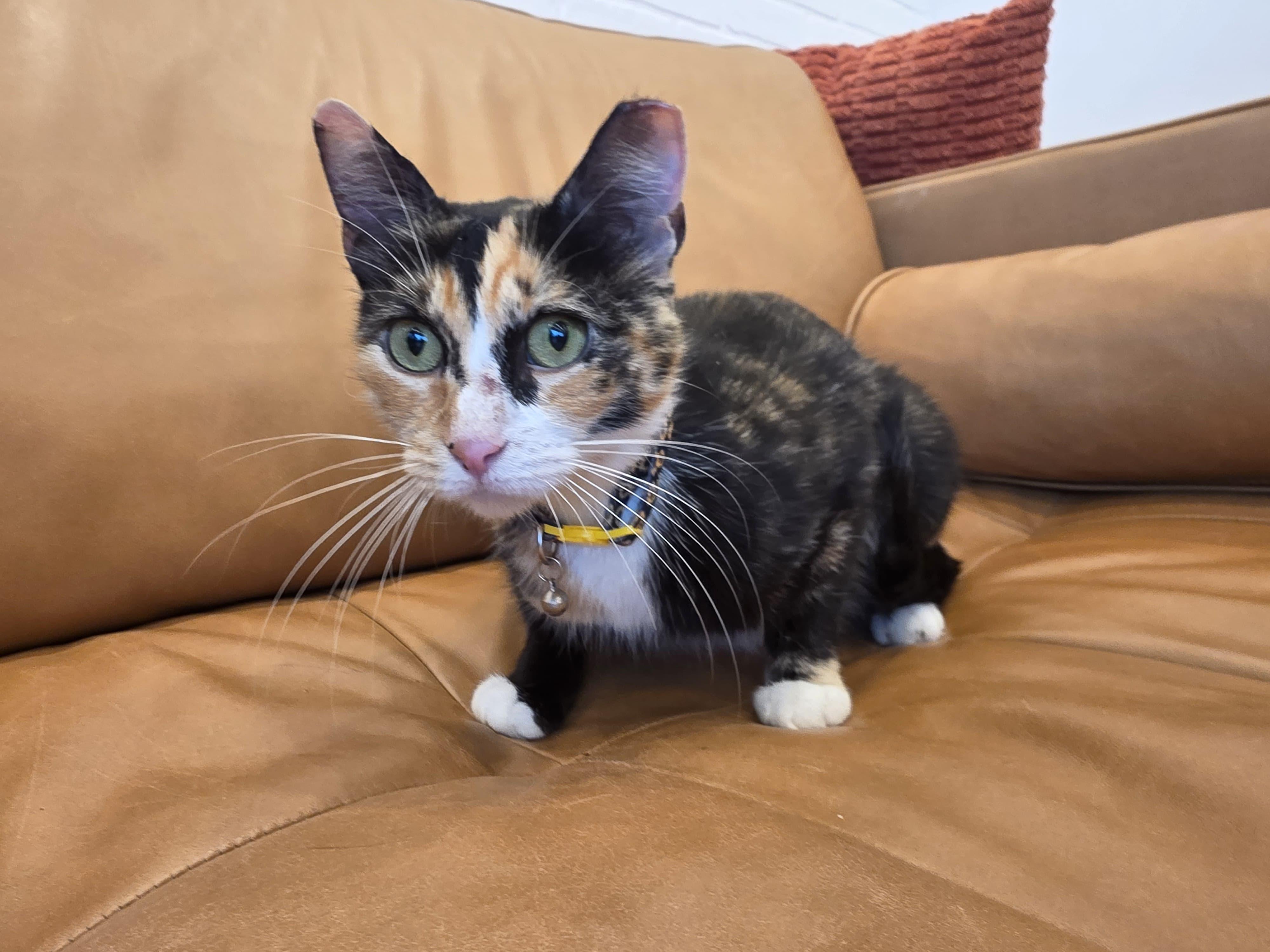 Enlarge Ophelia, a Adoptable Calico in North Bergen, NJ image 3/5