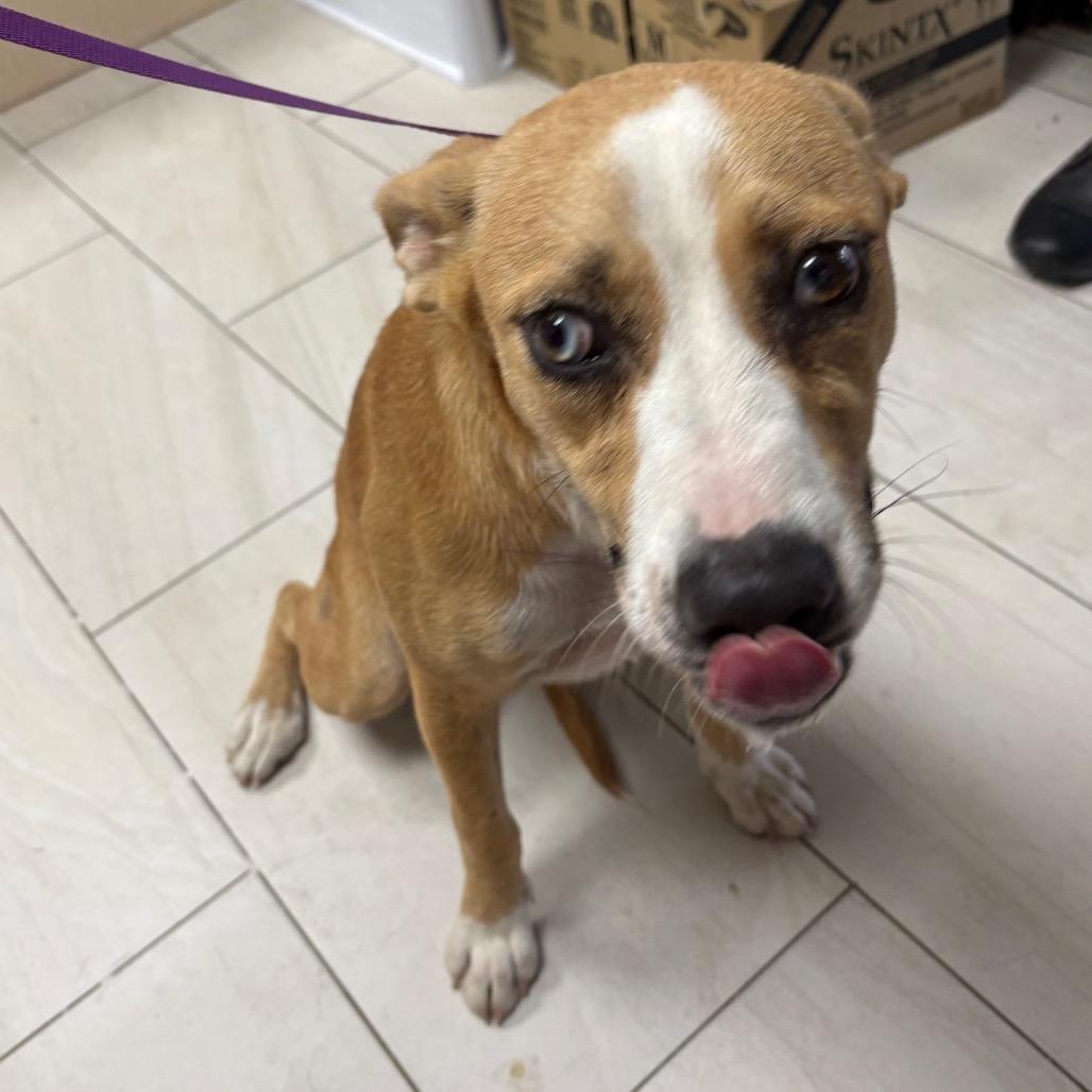Lynn, Adoptable, Young Female Mixed Breed.