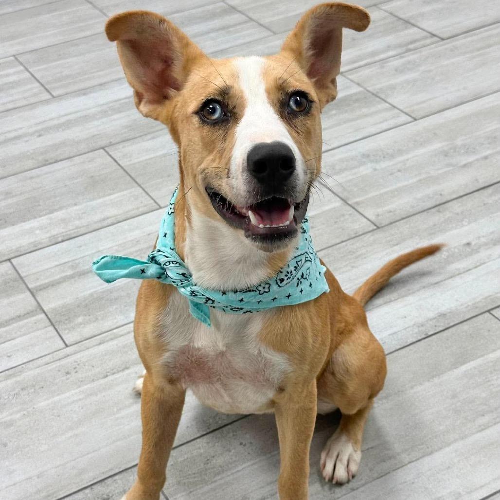 Enlarge Lynn, a Adoptable Mixed Breed in Lufkin, TX image 2/2