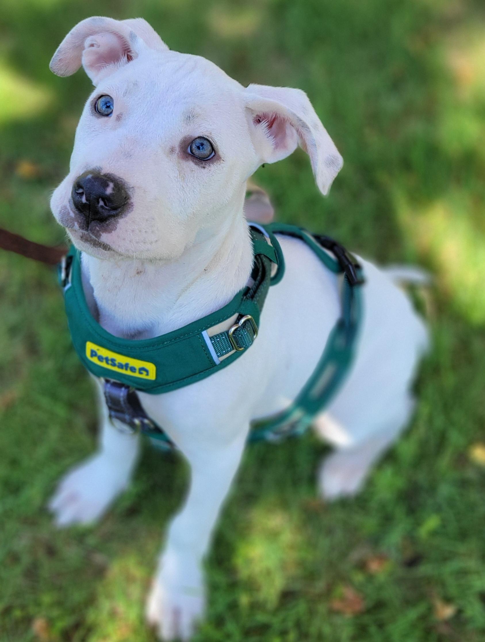 Walter, a ADOPTABLE mixed breed in Elwood, NJ image 2/5