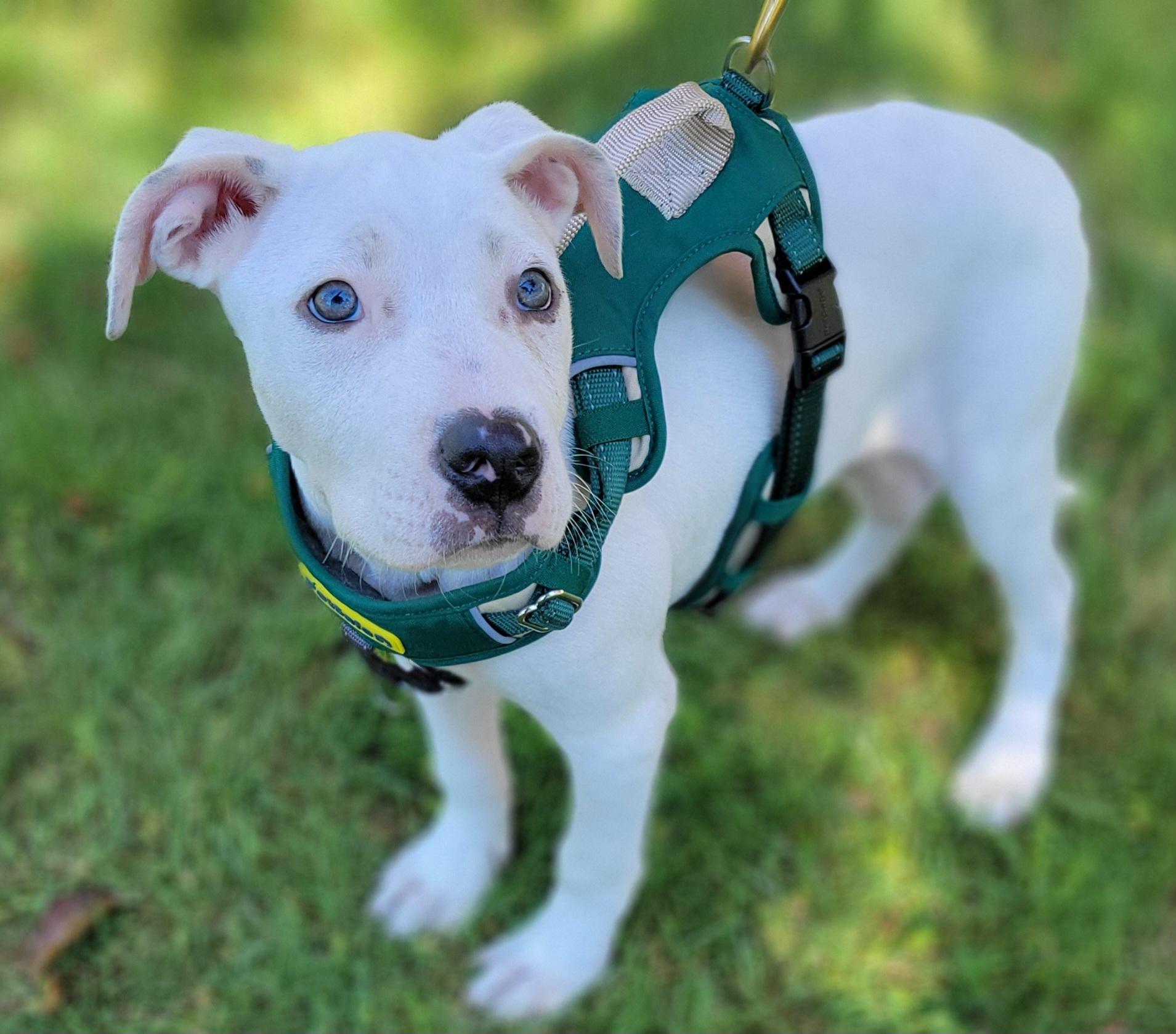Walter, a ADOPTABLE mixed breed in Elwood, NJ image 4/5