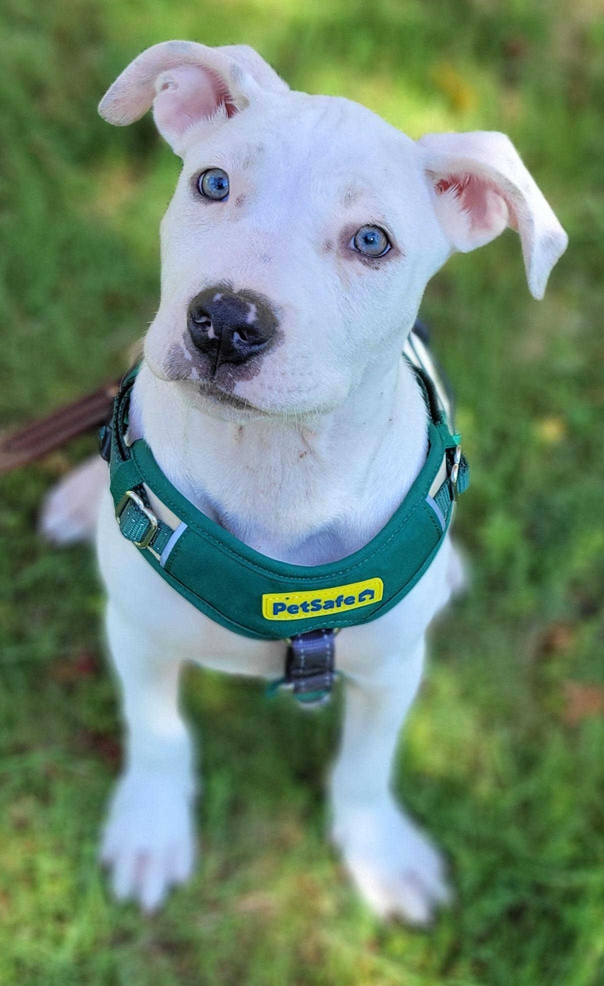 Walter, a ADOPTABLE mixed breed in Elwood, NJ image 1/5