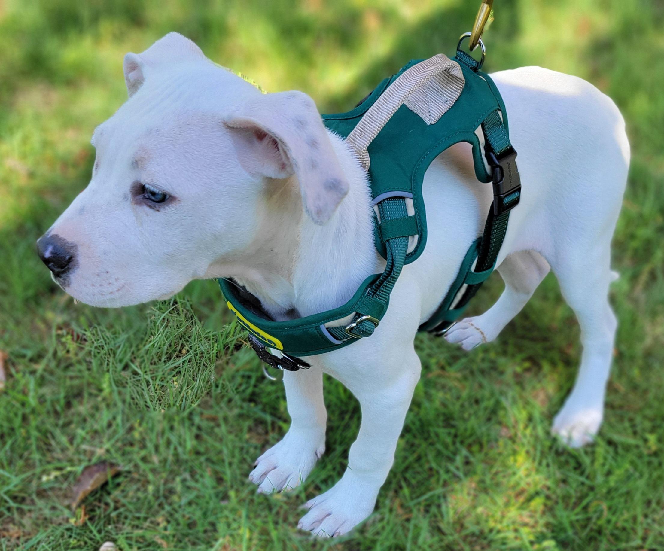 Walter, a ADOPTABLE mixed breed in Elwood, NJ image 5/5