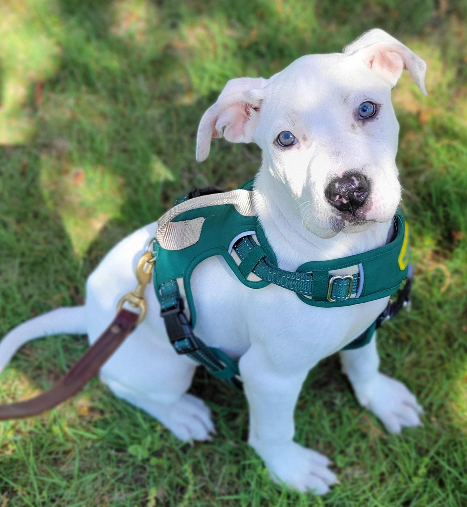Walter, a ADOPTABLE mixed breed in Elwood, NJ image 3/5
