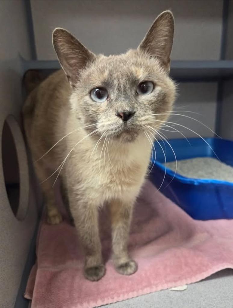 Cynthia, Adopted, Young Female Siamese.