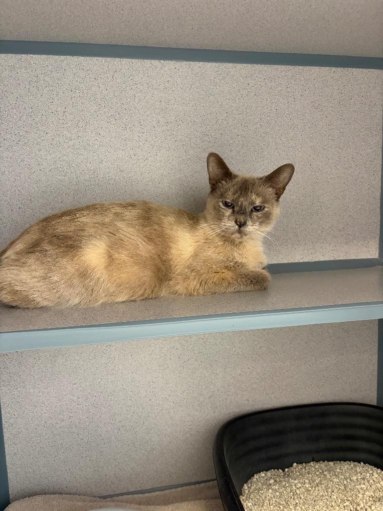 Enlarge Cynthia, a Adopted Siamese in Liverpool, NY image 2/2