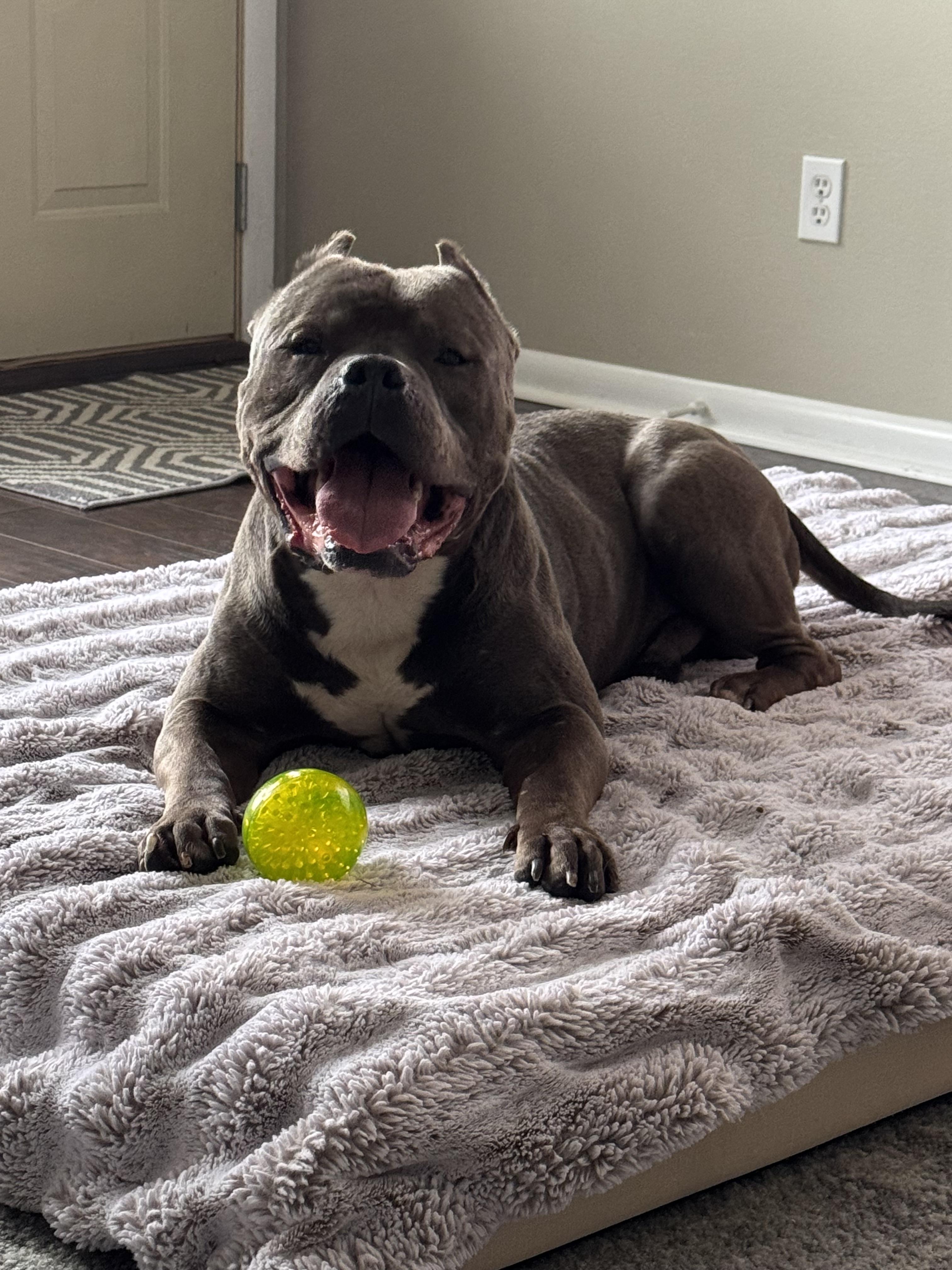 Dietrich, a Adoptable American Staffordshire Terrier in Wheaton, IL image 3/5