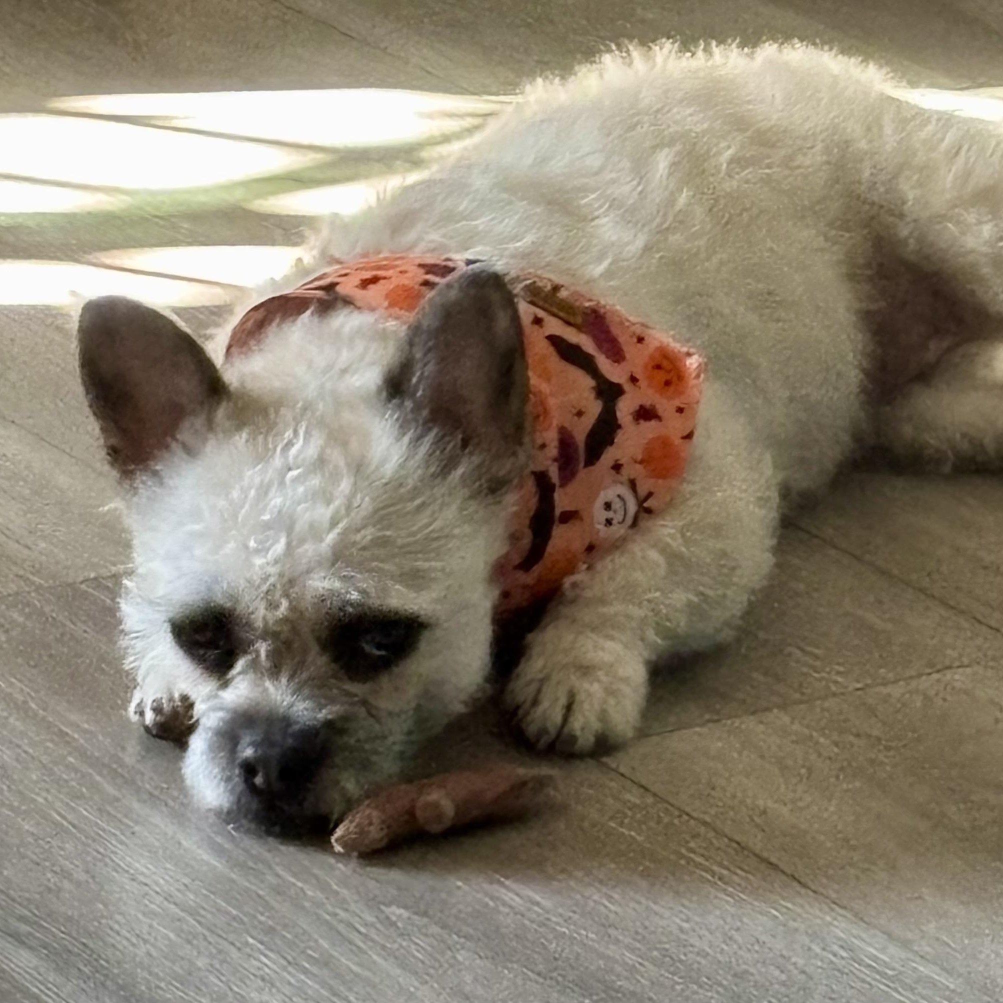 Xena, Adoptable, Adult Female Cairn Terrier.