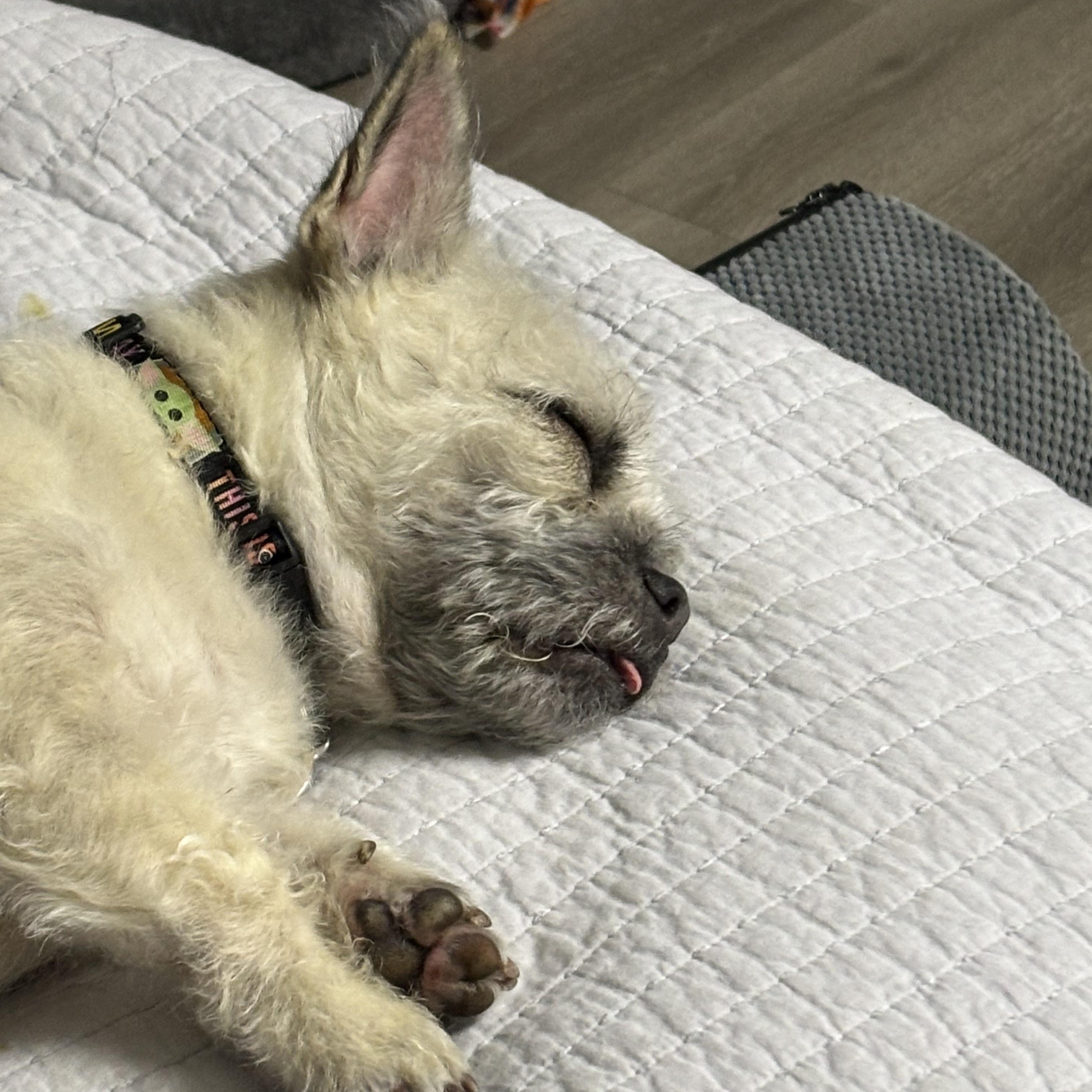 Xena, a Adoptable mixed breed in citrus heights, CA image 2/5