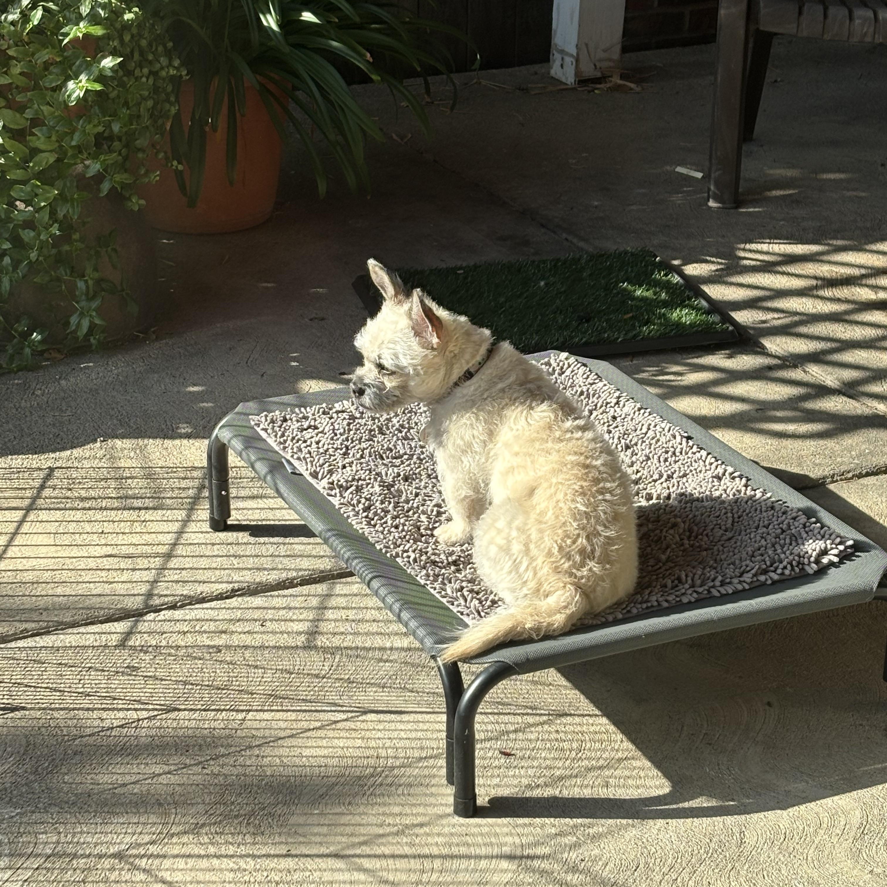 Xena, a Adoptable mixed breed in citrus heights, CA image 3/5