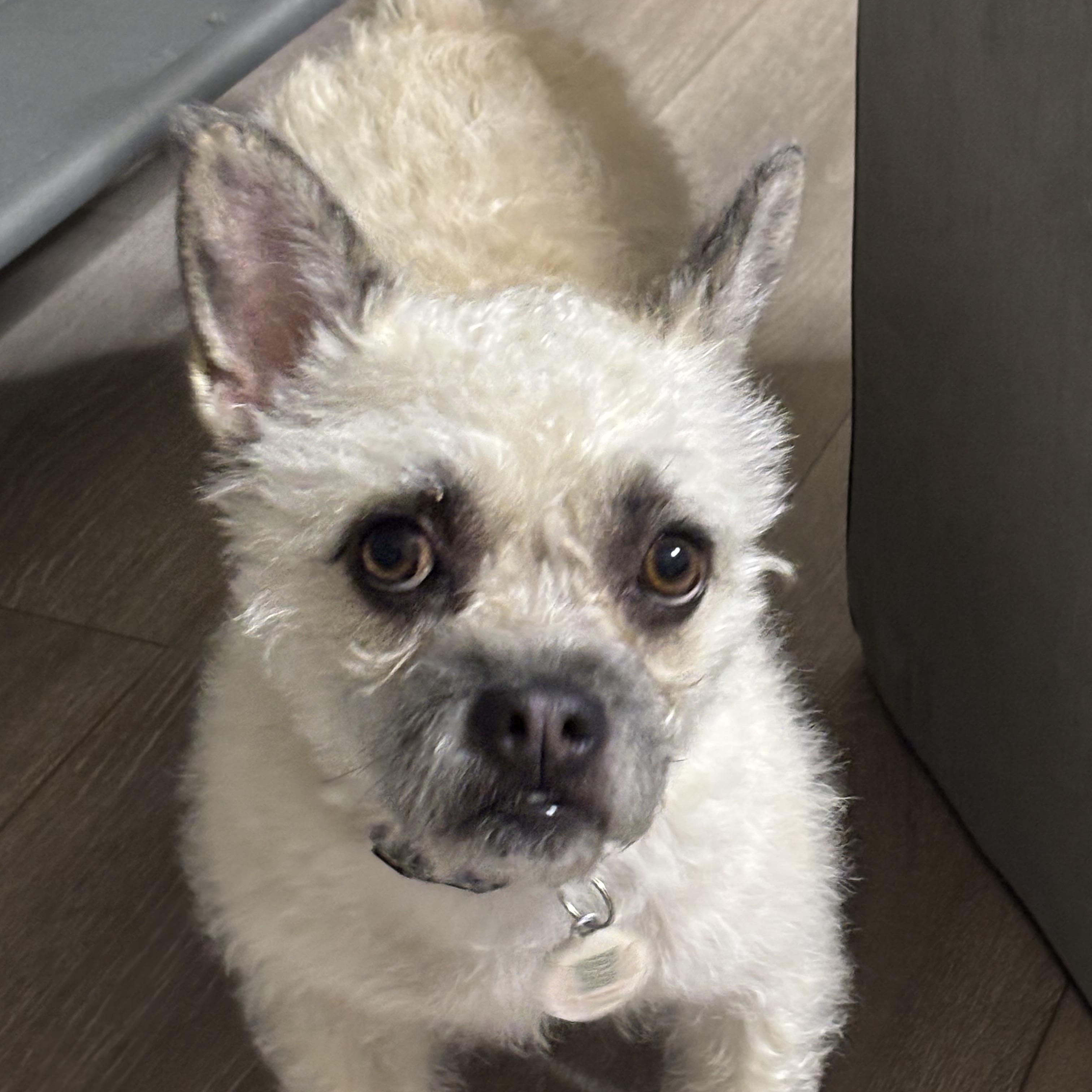 Xena, a Adoptable mixed breed in citrus heights, CA image 4/5