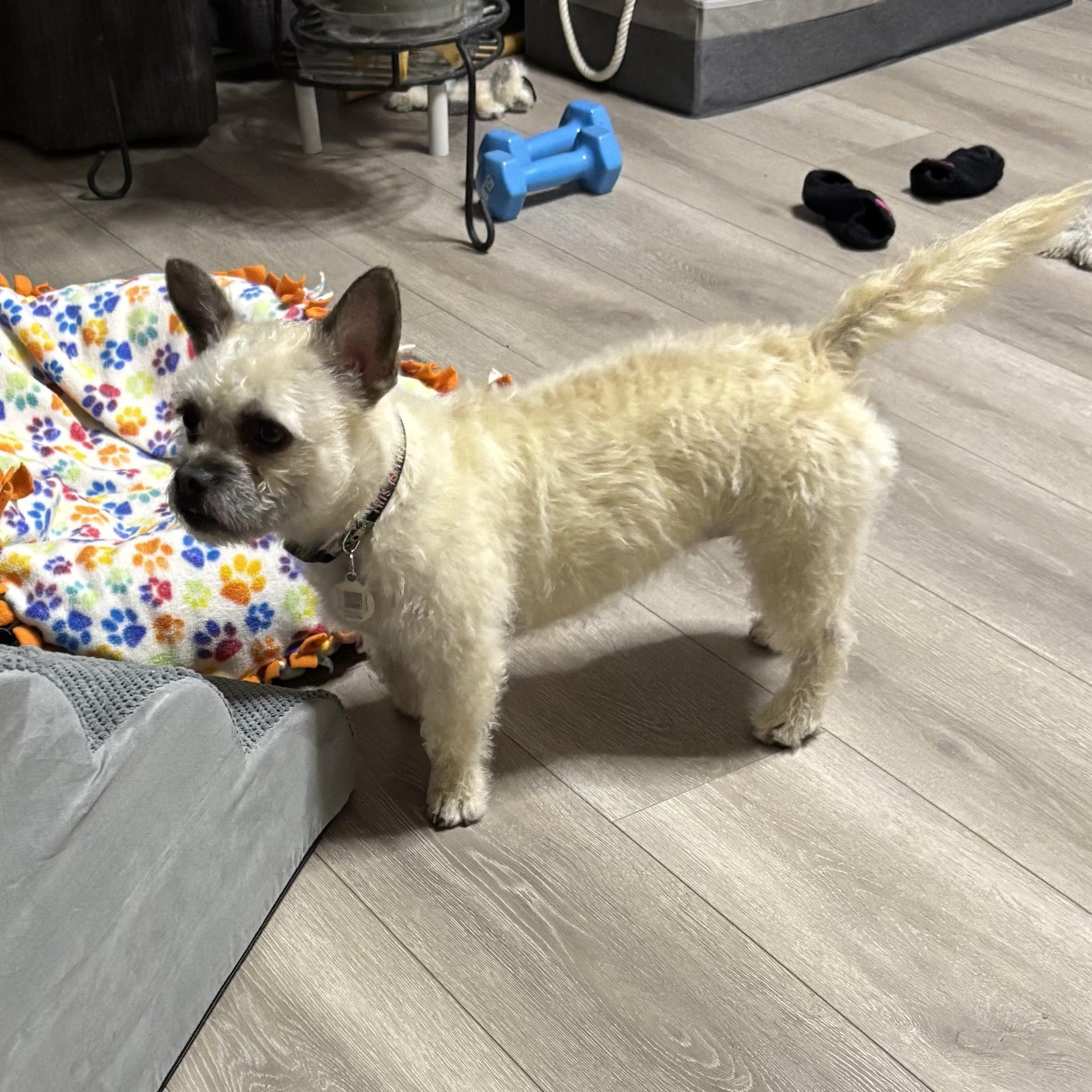 Xena, a Adoptable mixed breed in citrus heights, CA image 5/5