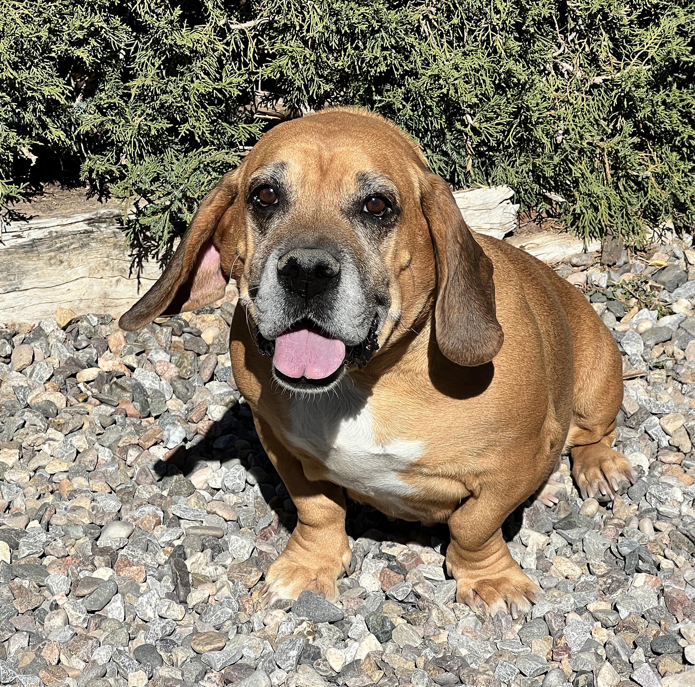 Mystical Ms Mindi - SWEET Cuddler, a Adoptable Basset Hound in Albuquerque, NM image 3/4