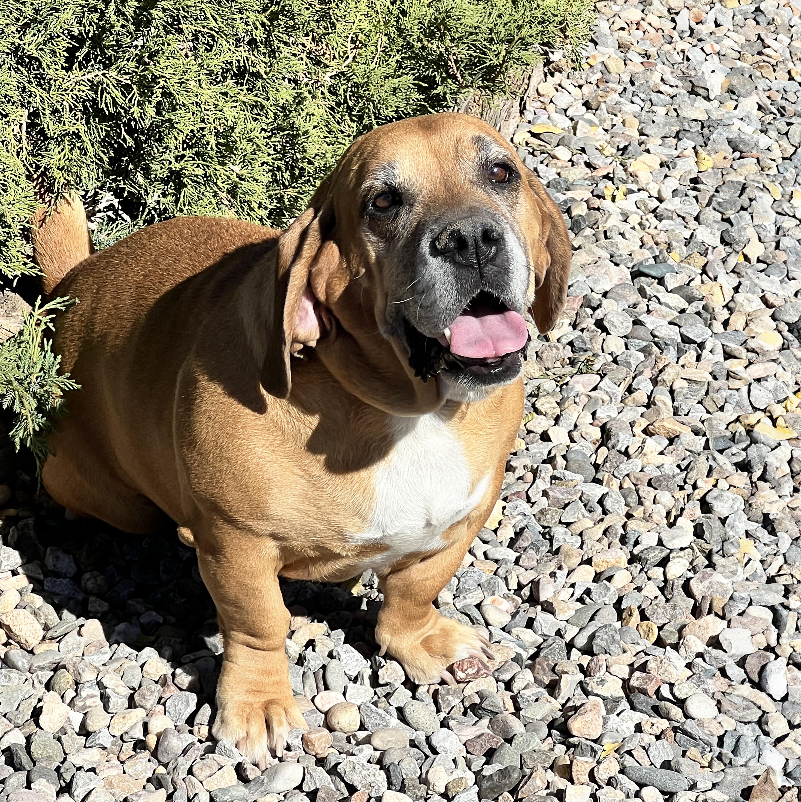 Mystical Ms Mindi - SWEET Cuddler, a Adoptable Basset Hound in Albuquerque, NM image 2/4