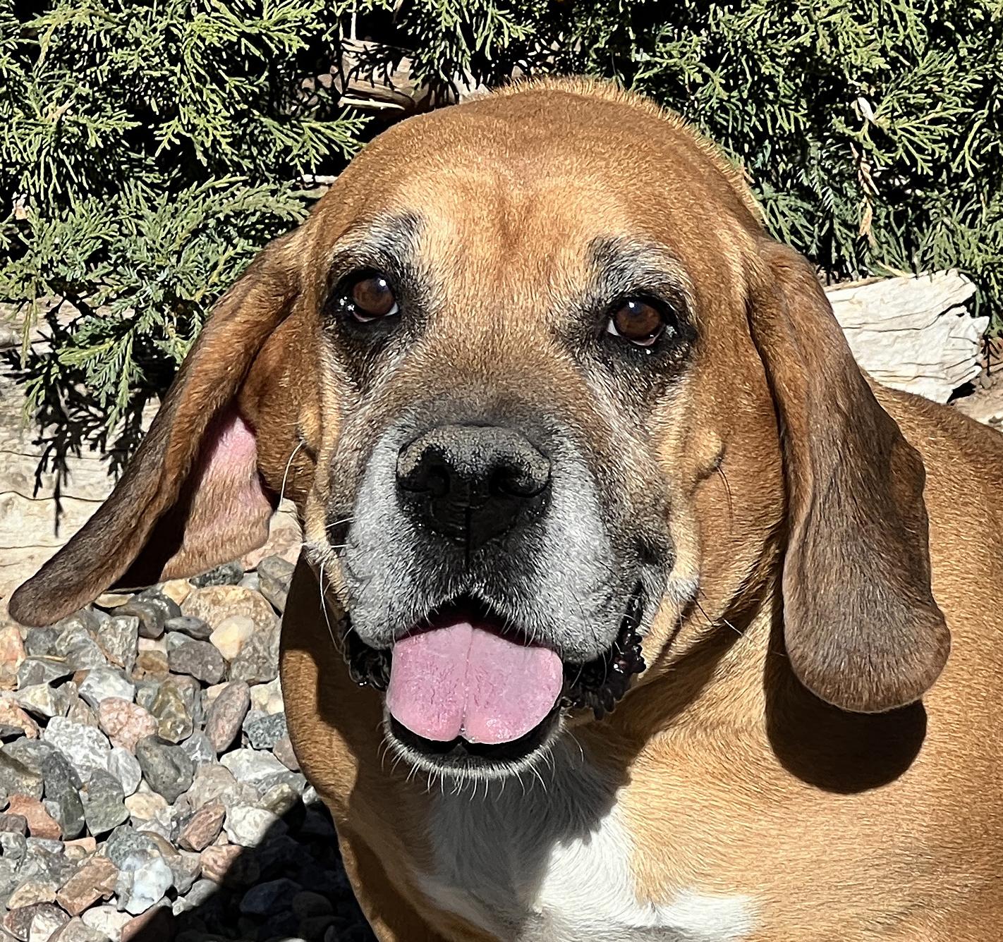 Mystical Ms Mindi - SWEET Cuddler, Adoptable, Young Female Basset Hound.