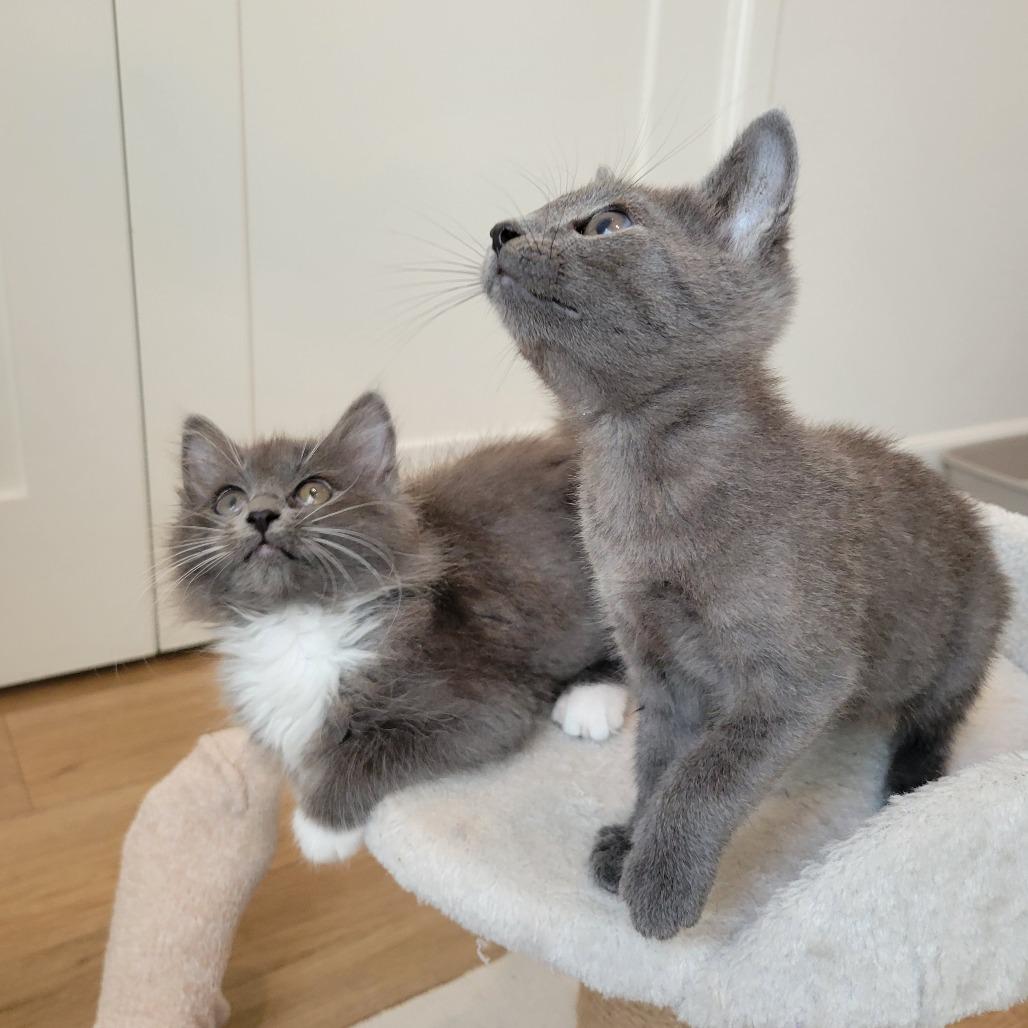 Fiona, Adoptable, Kitten Female Domestic Long Hair.