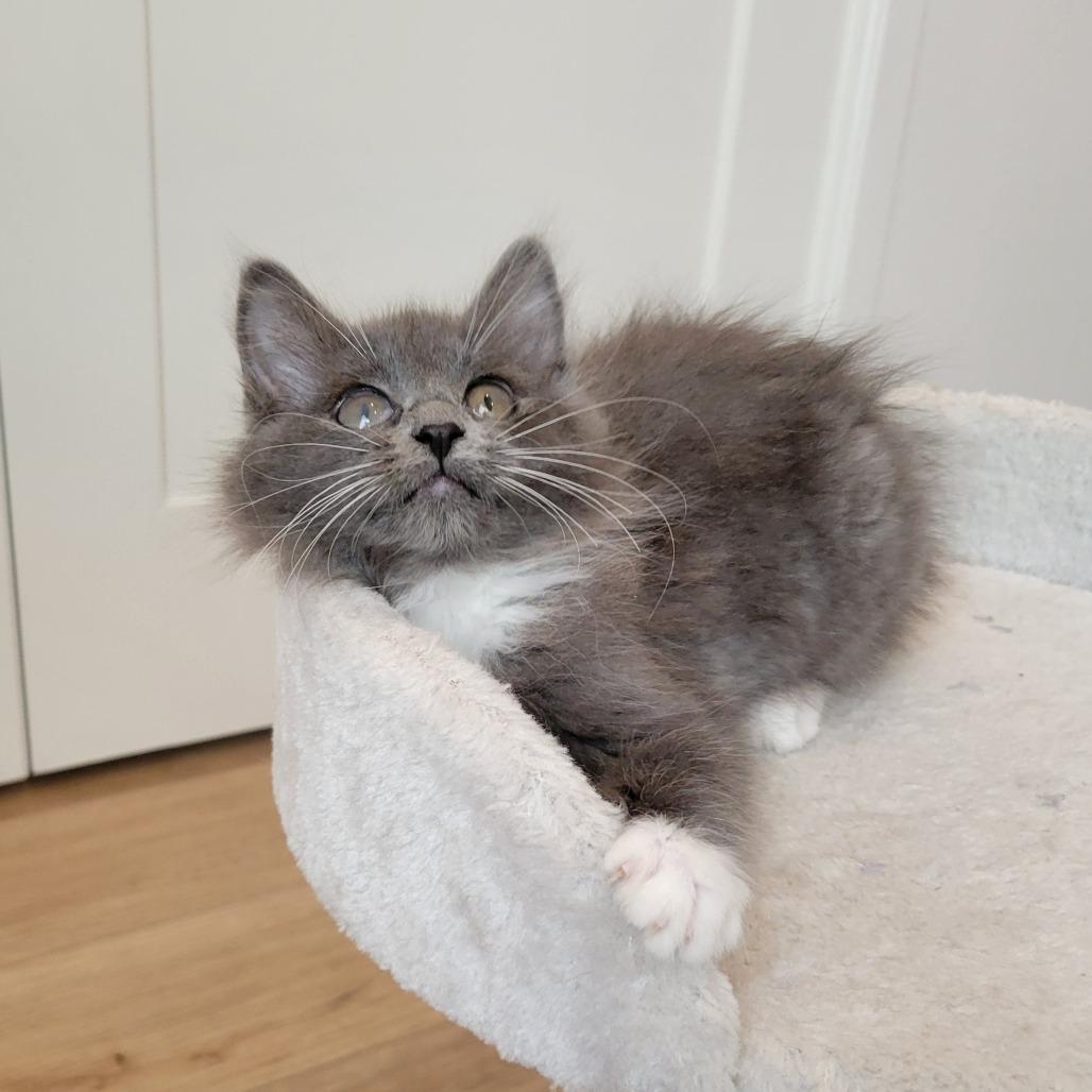 Enlarge Fiona, a Adoptable Domestic Long Hair in Escondido, CA image 2/4