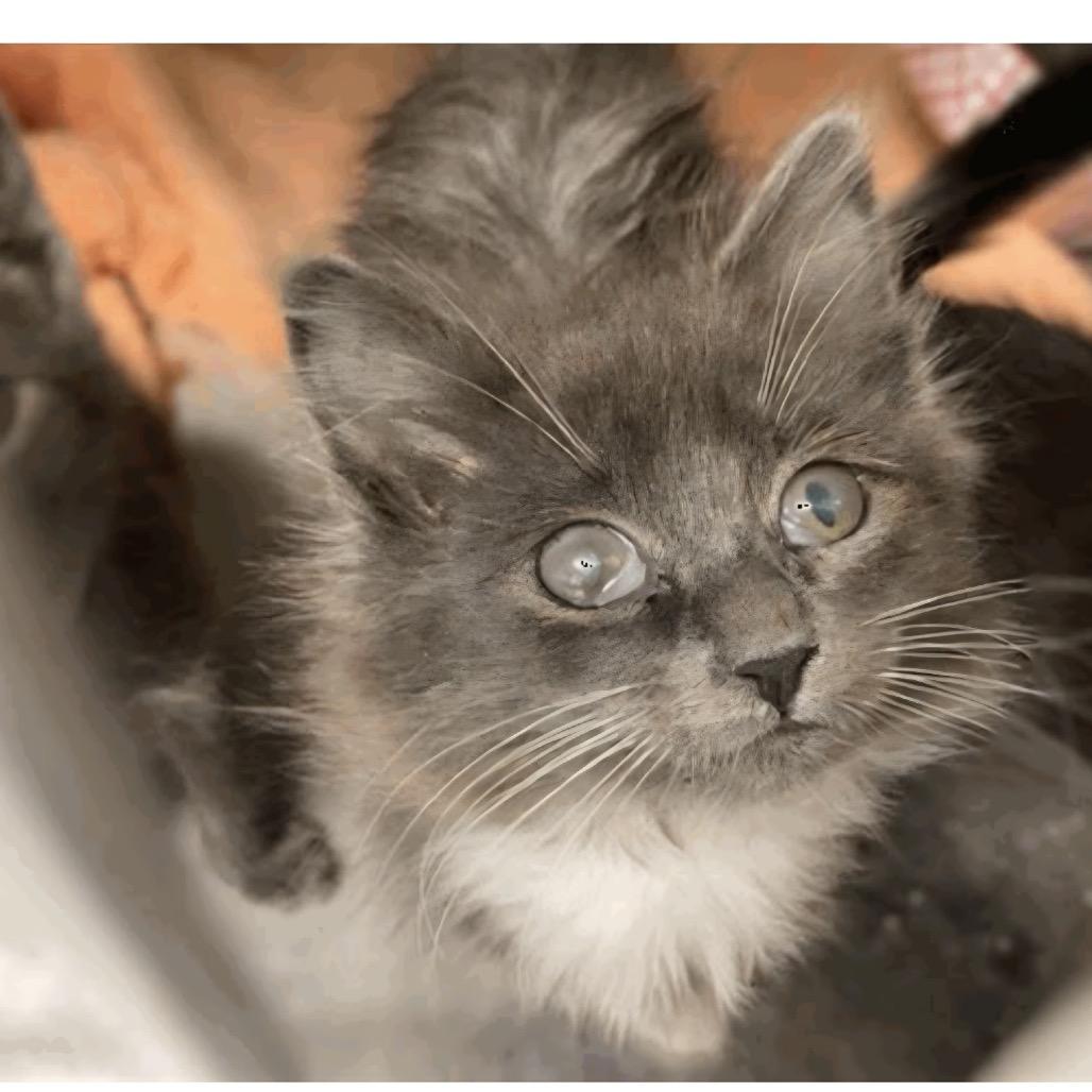 Enlarge Fiona, a Adoptable Domestic Long Hair in Escondido, CA image 3/4