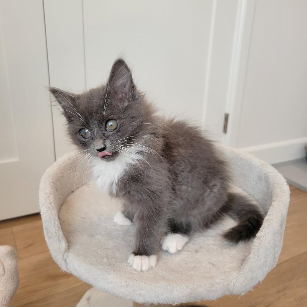 Enlarge Fiona, a Adoptable Domestic Long Hair in Escondido, CA image 4/4