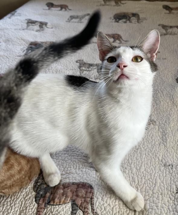 Enlarge Sequoia, a Adoptable Domestic Short Hair in Manhattan , KS image 2/5