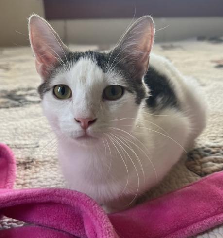 Enlarge Sequoia, a Adoptable Domestic Short Hair in Manhattan , KS image 3/5