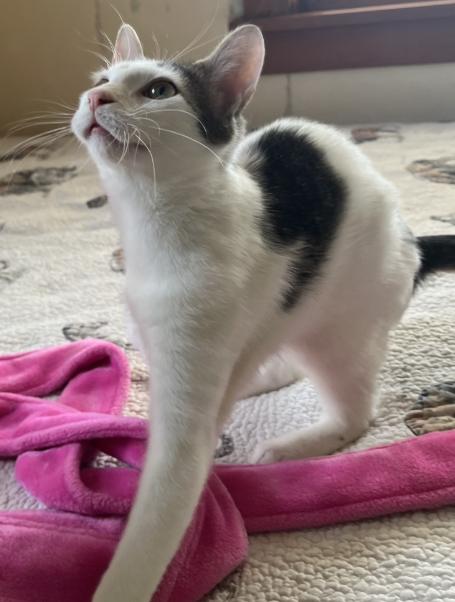 Enlarge Sequoia, a Adoptable Domestic Short Hair in Manhattan , KS image 1/5