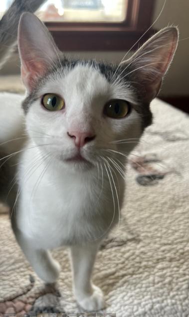 Enlarge Sequoia, a Adoptable Domestic Short Hair in Manhattan , KS image 4/5