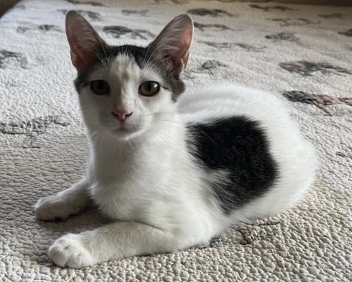 Enlarge Sequoia, a Adoptable Domestic Short Hair in Manhattan , KS image 5/5