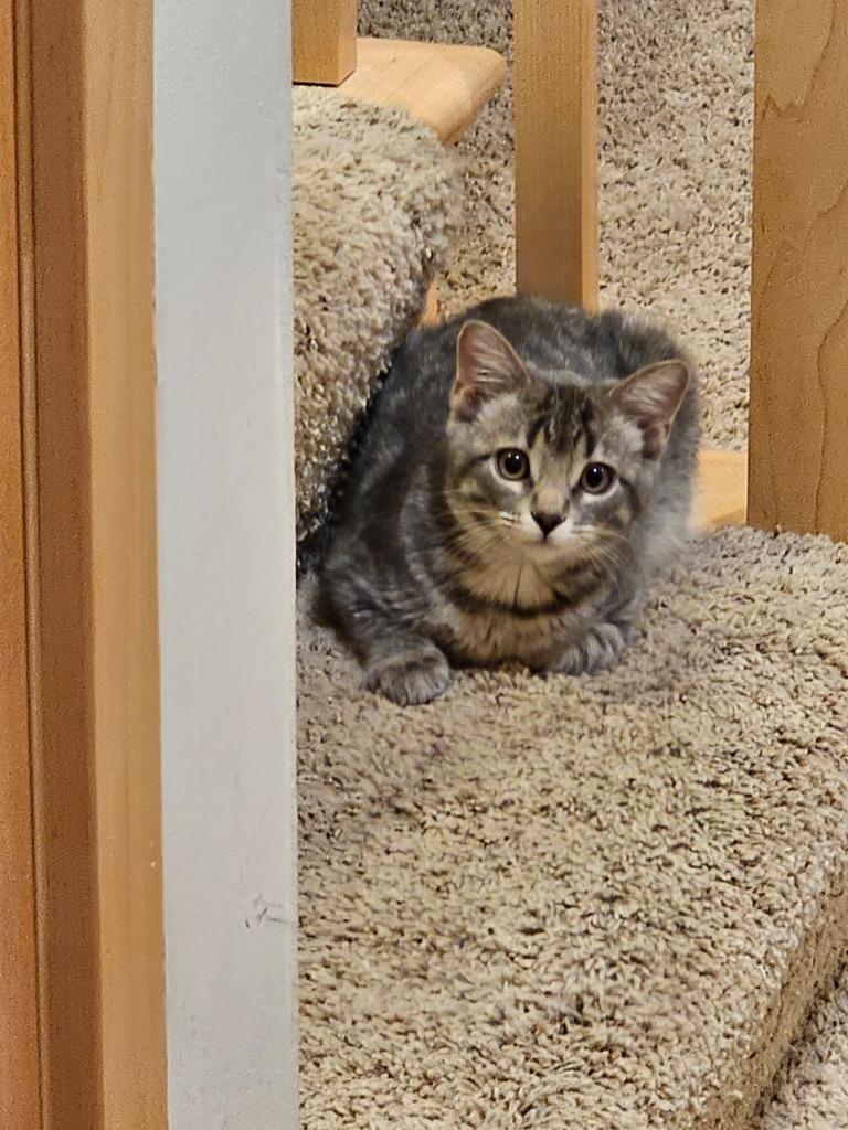 Dido, Adoptable, Young Female Domestic Short Hair.