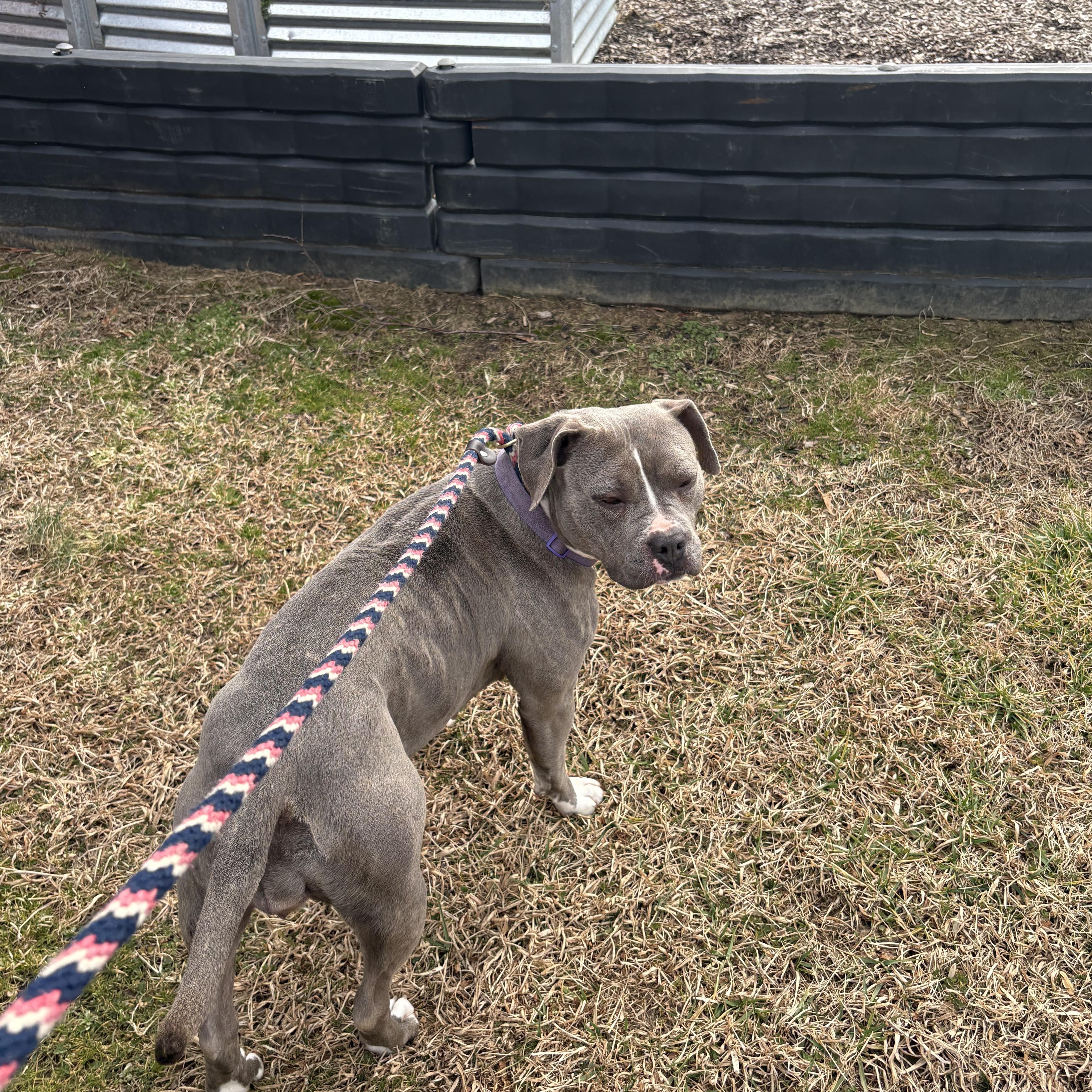 Lexie, a Adoptable mixed breed in Saluda, VA image 4/4