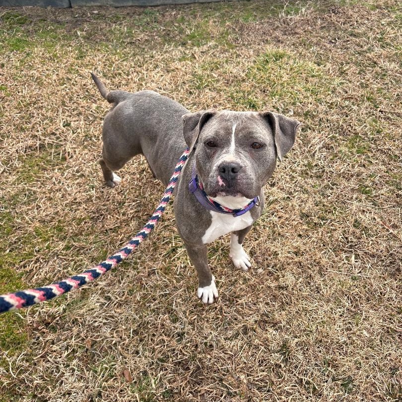 Lexie, a Adoptable mixed breed in Saluda, VA image 1/4