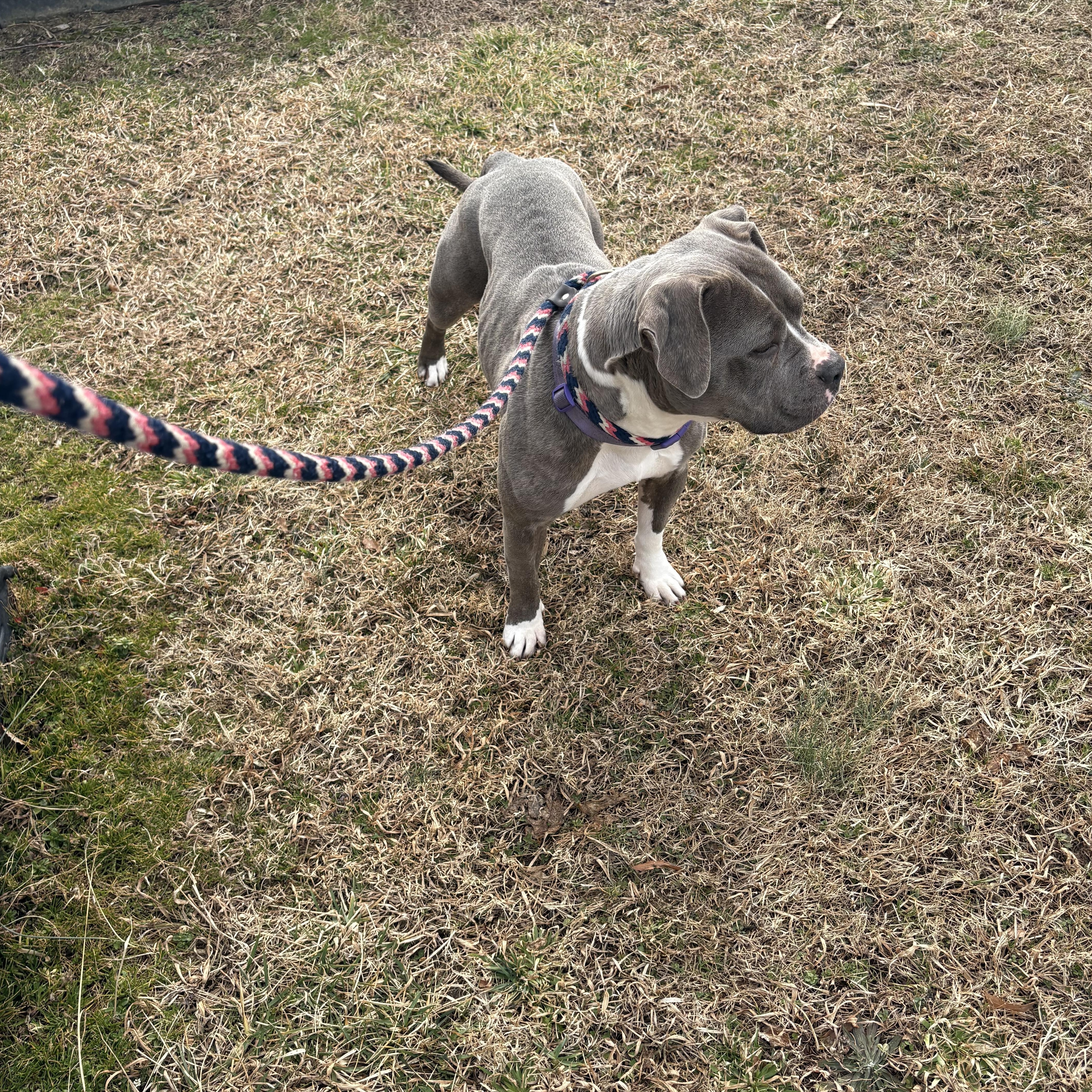 Lexie, a Adoptable mixed breed in Saluda, VA image 2/4