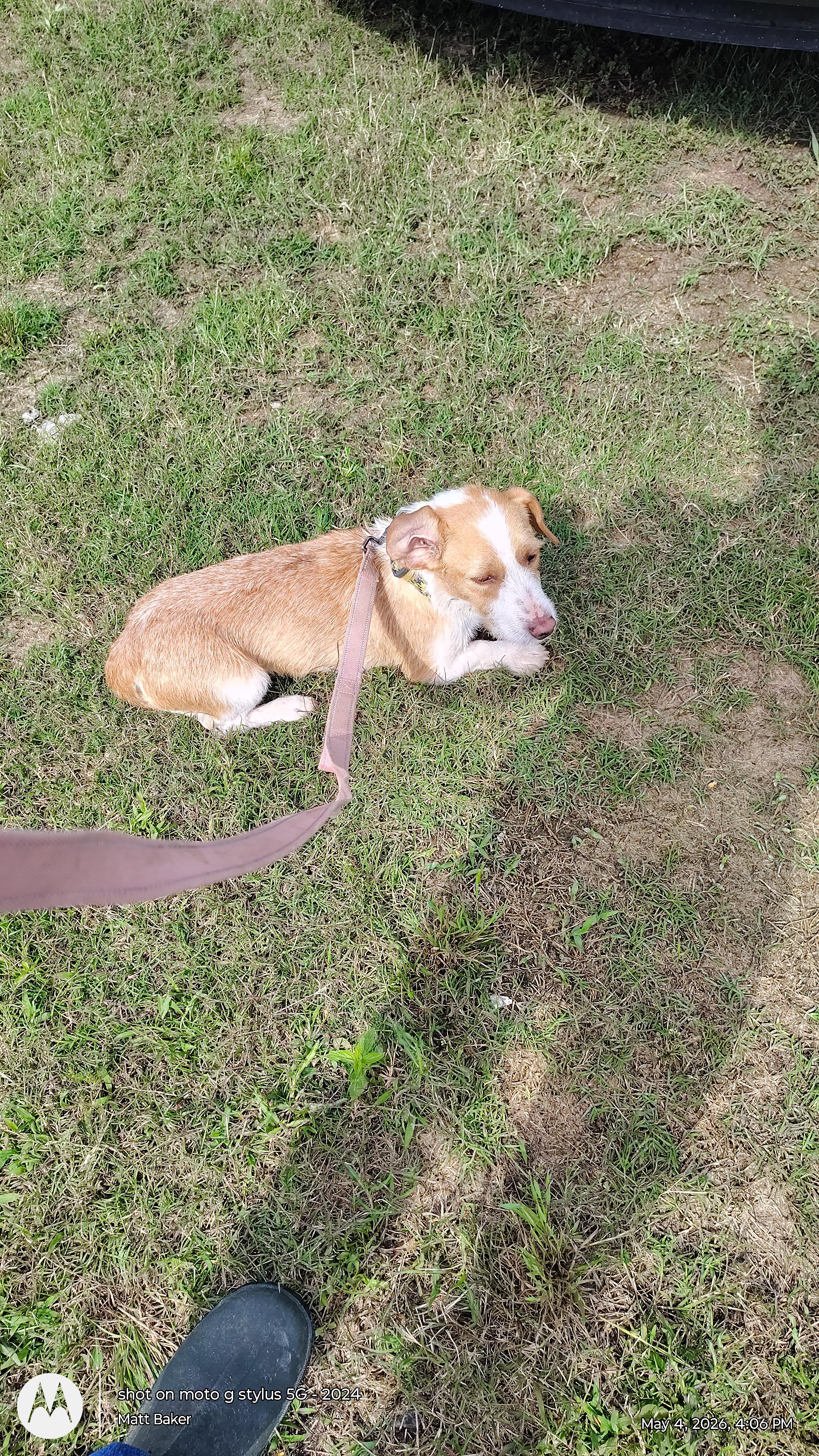 Bud, adopted, Young Male Wirehaired Dachshund.