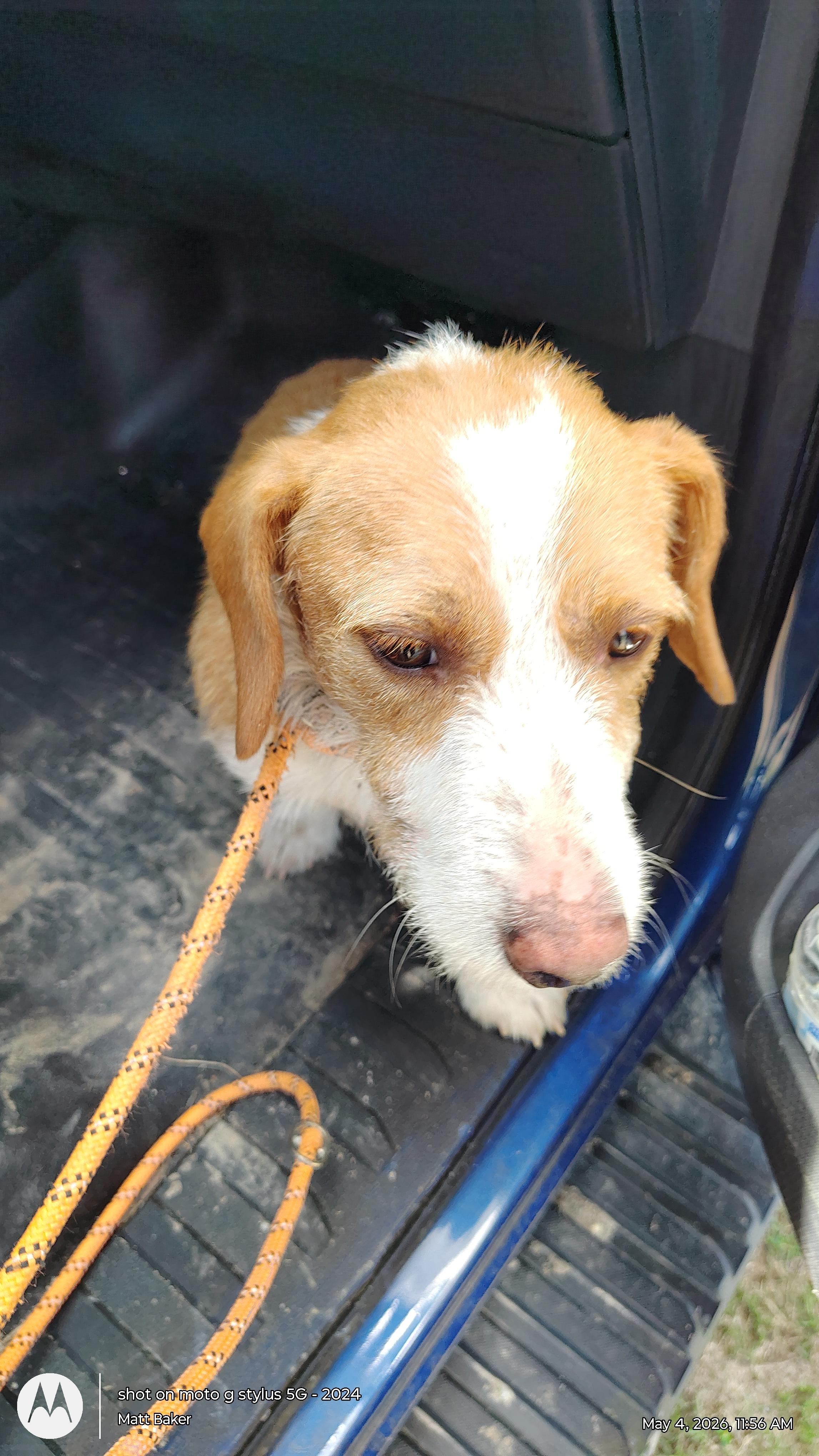 Bud, an adopted Wirehaired Dachshund in Ville platte, LA image 3/4