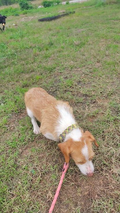 Enlarge Bud, an adopted Wirehaired Dachshund in Ville platte, LA video 4/4