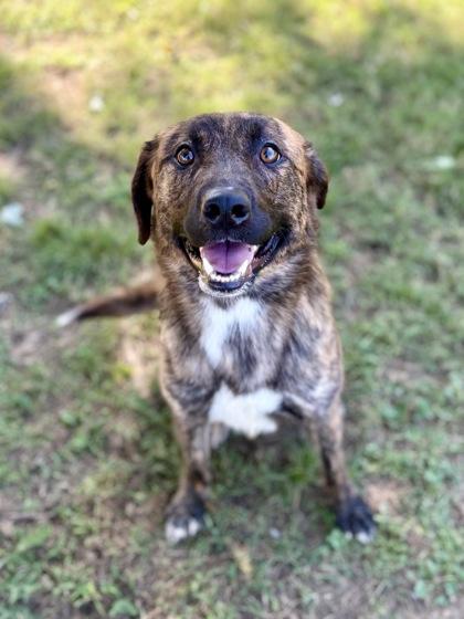 Enlarge Sal, a Adoptable mixed breed in Bartlesville, OK image 1/3