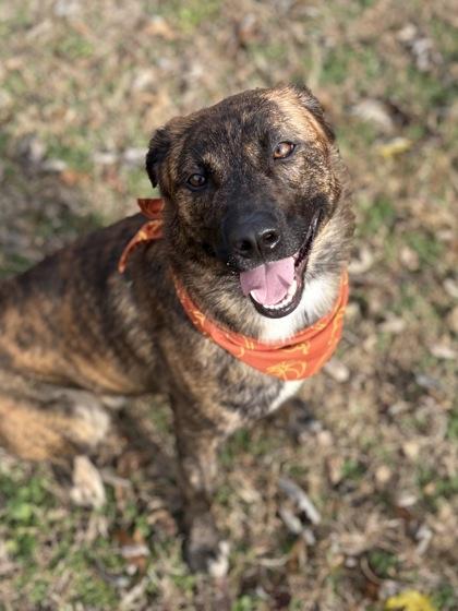 Enlarge Sal, a Adoptable mixed breed in Bartlesville, OK image 2/3