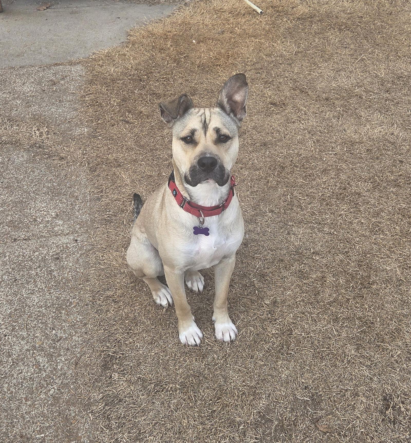 Judd, Adoptable, Adult Male German Shepherd Dog.