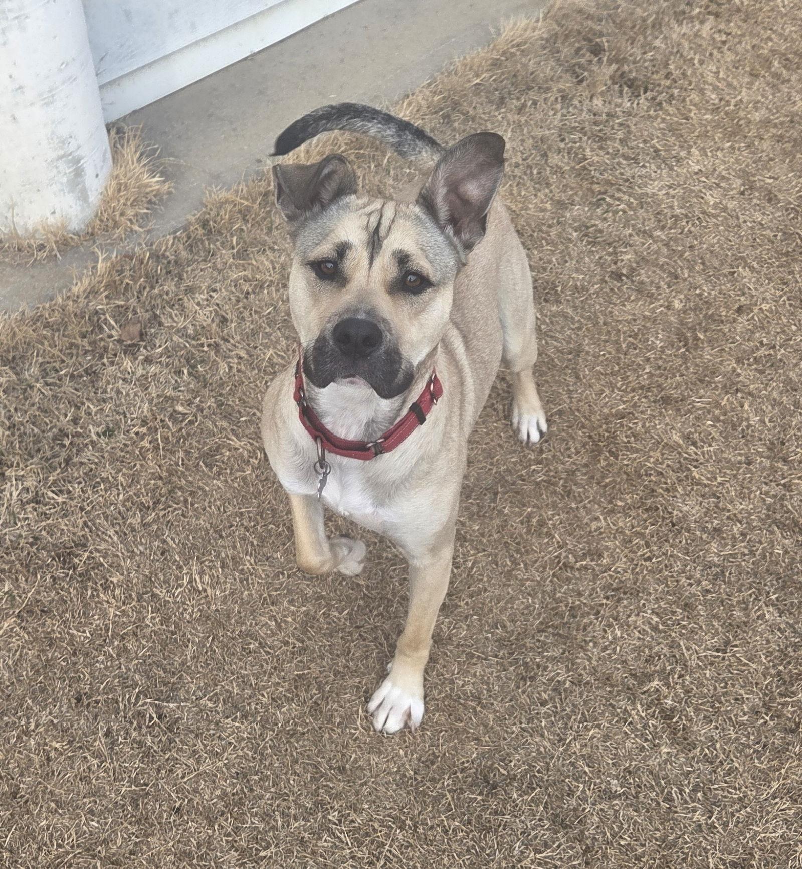 Judd, Adoptable, Adult Male German Shepherd Dog.